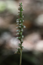 Goodyera tesselata