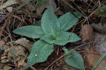 Goodyera tesselata