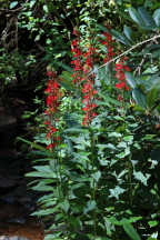 Cardinal Flower