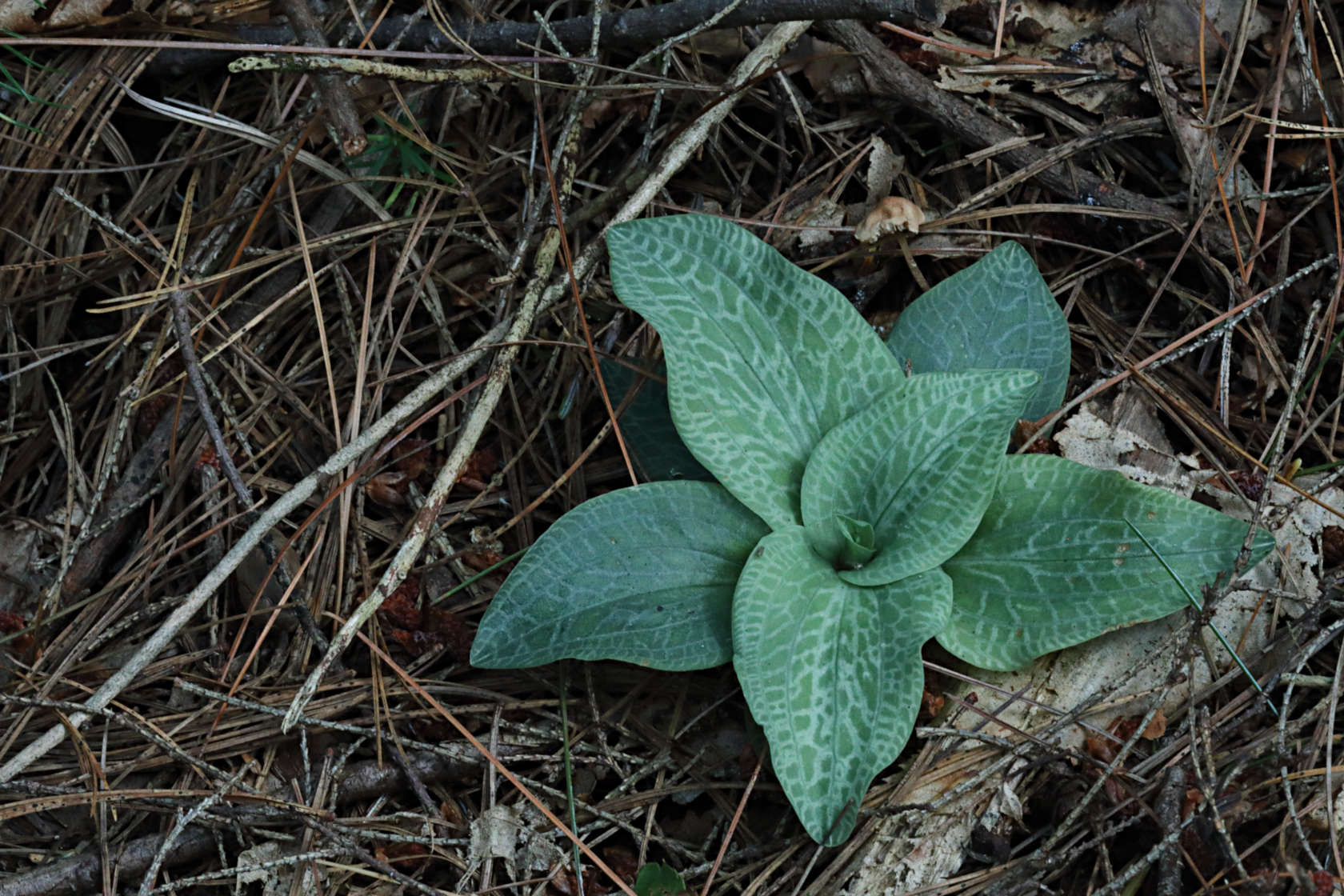 Checkered Rattlesnake Plantain