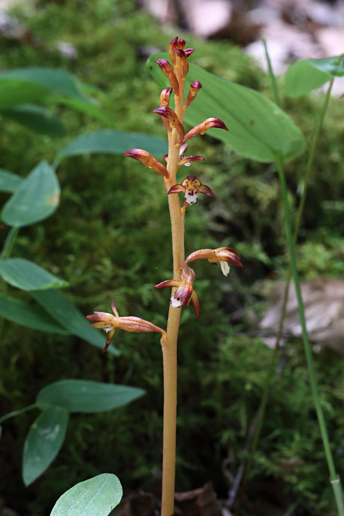 Spotted Coralroot