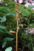 Corallorhiza maculata var. maculata