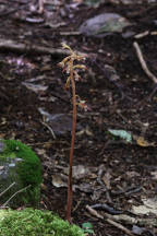 Corallorhiza maculata var. maculata