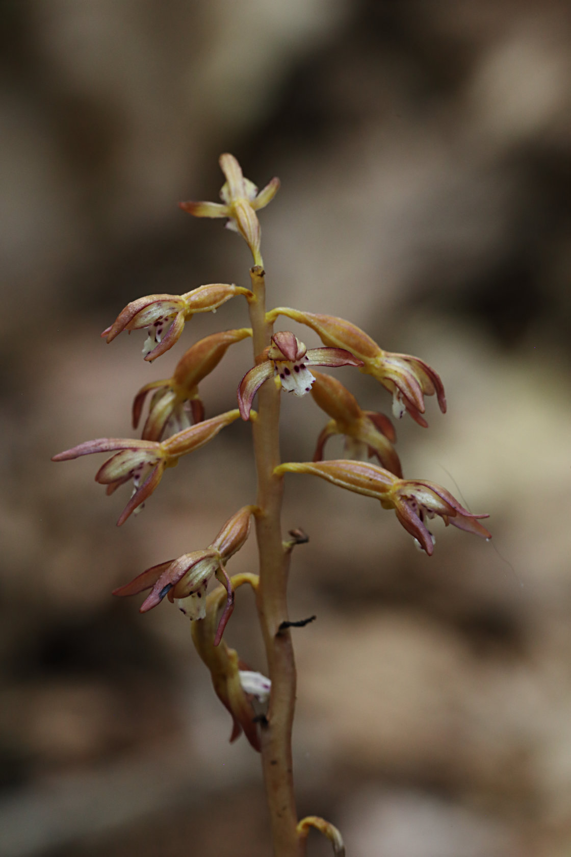 Spotted Coralroot