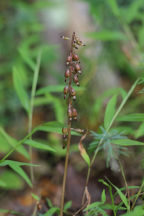 Autumn Coralroot
