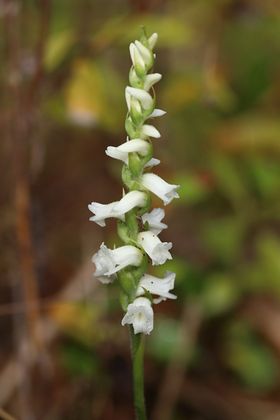 Appalachian Ladies' Tresses