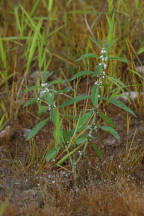 Northern Water Horehound