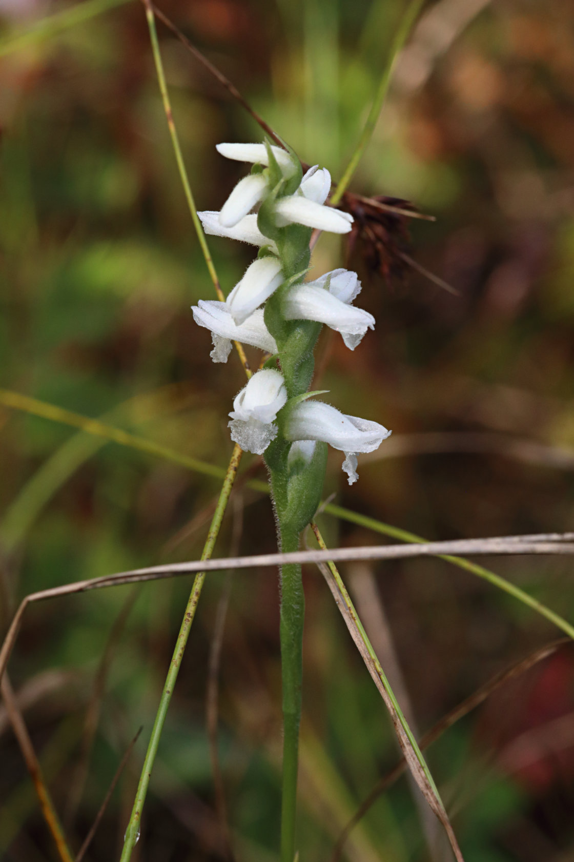 Nodding Ladies' Tresses
