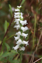 Spiranthes cernua