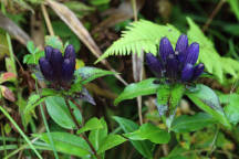 Gentiana clausa