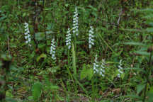 Spiranthes cernua