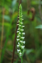 Spiranthes ochroleuca