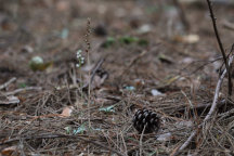 Goodyera tesselata