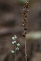 Goodyera tesselata