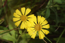 Sneezeweed