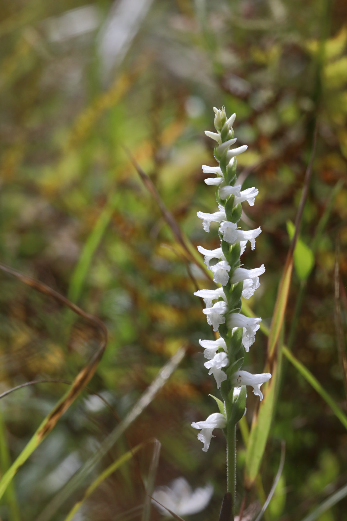 Nodding Ladies' Tresses