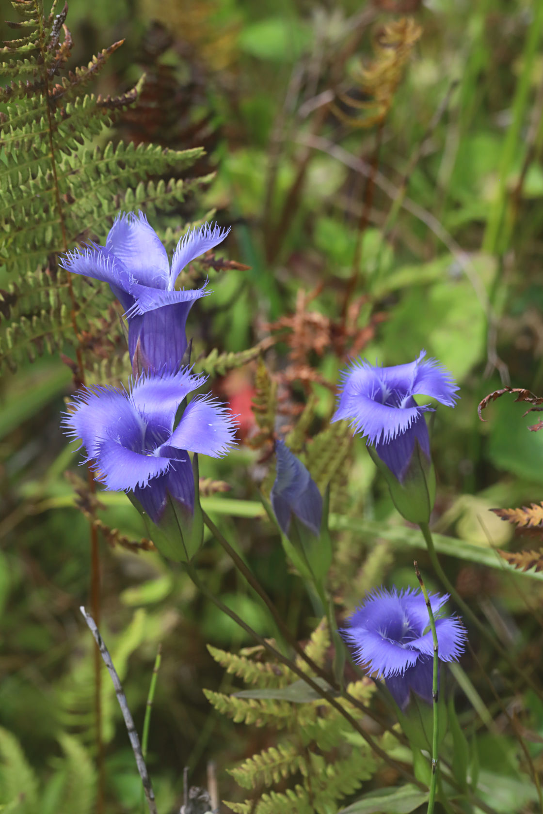 Greater Fringed Gentian
