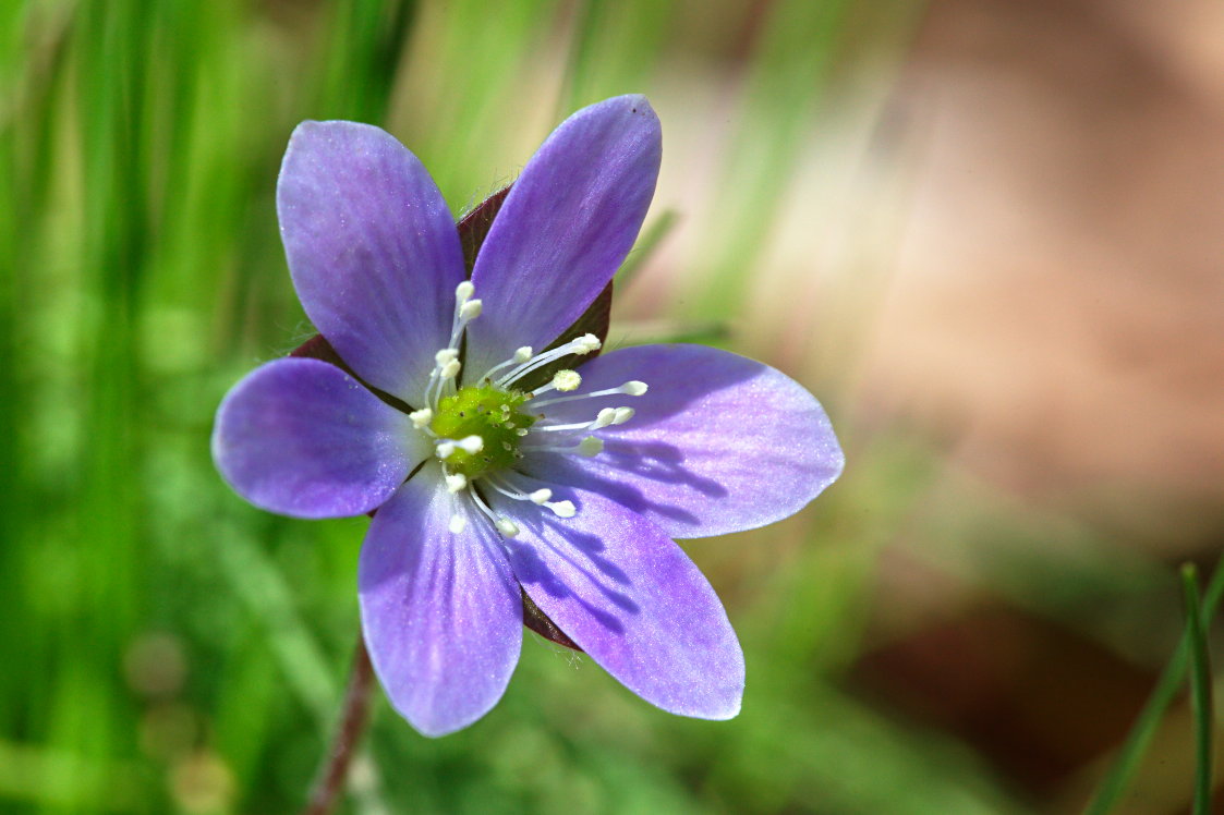 Round-Lobed Hepatica