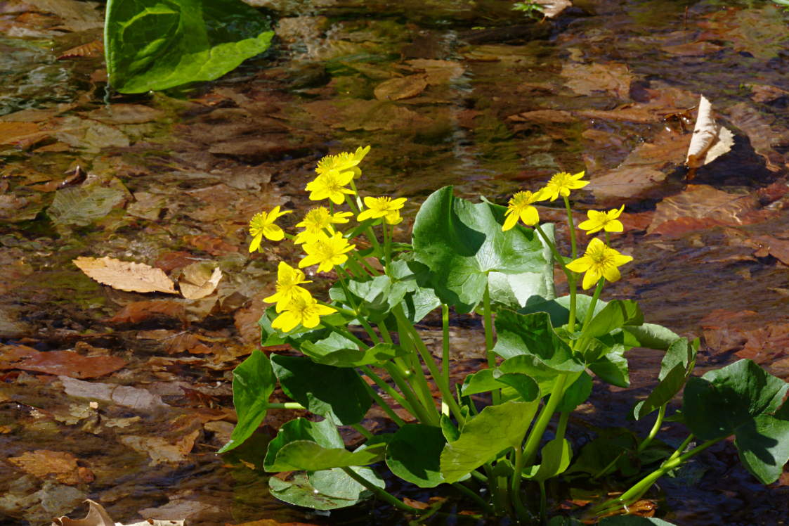 Marsh Marigold