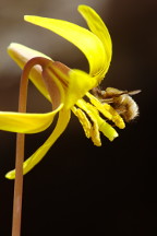 Erythronium americanum