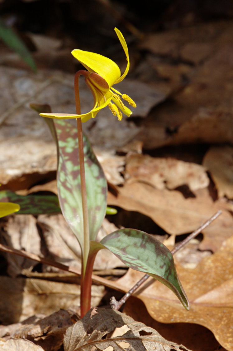 Yellow Trout Lily