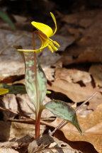 Erythronium americanum