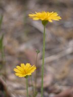 Krigia virginica