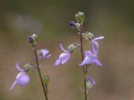 Nuttallanthus canadensis