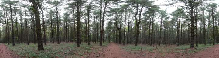 Pine Forest