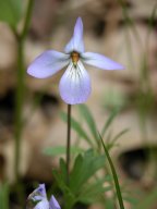 Viola pedata