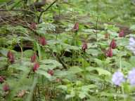 Trillium recurvatum