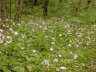 Wild Geraniums