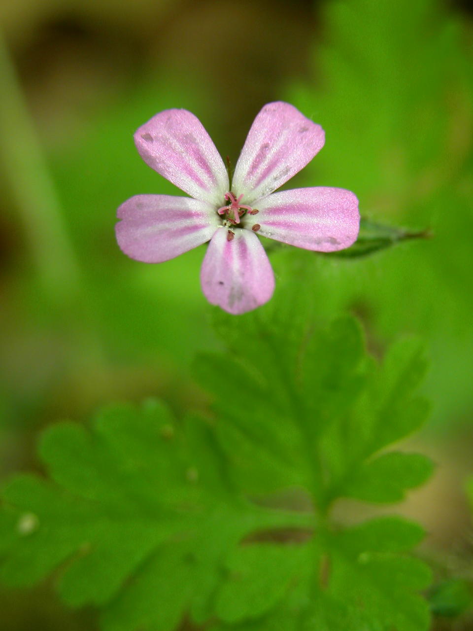 Herb Robert