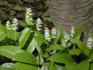 Maianthemum canadense