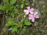 Silene caroliniana