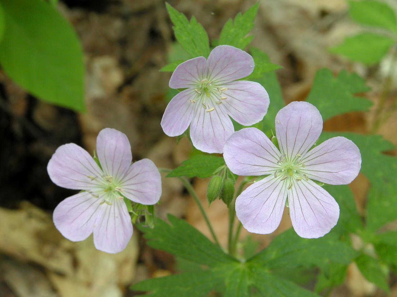 Wild Geranium