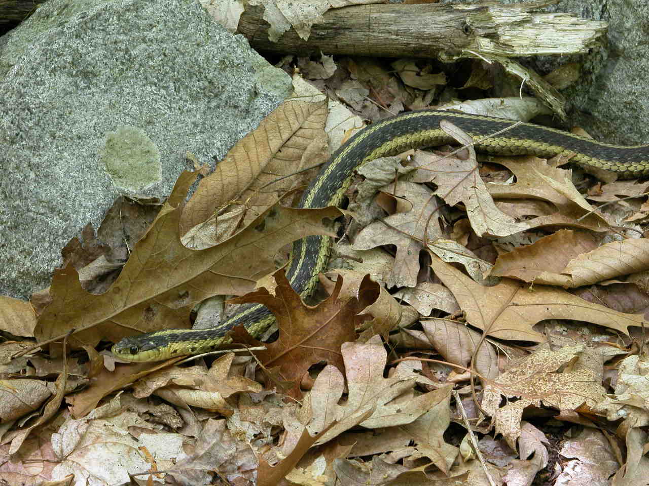 Eastern Ribbon Snake