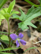 Viola palmata