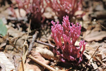 Purple Coral Fungus