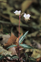 Chimaphila maculata