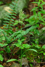 Platanthera lacera