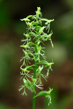 Platanthera lacera