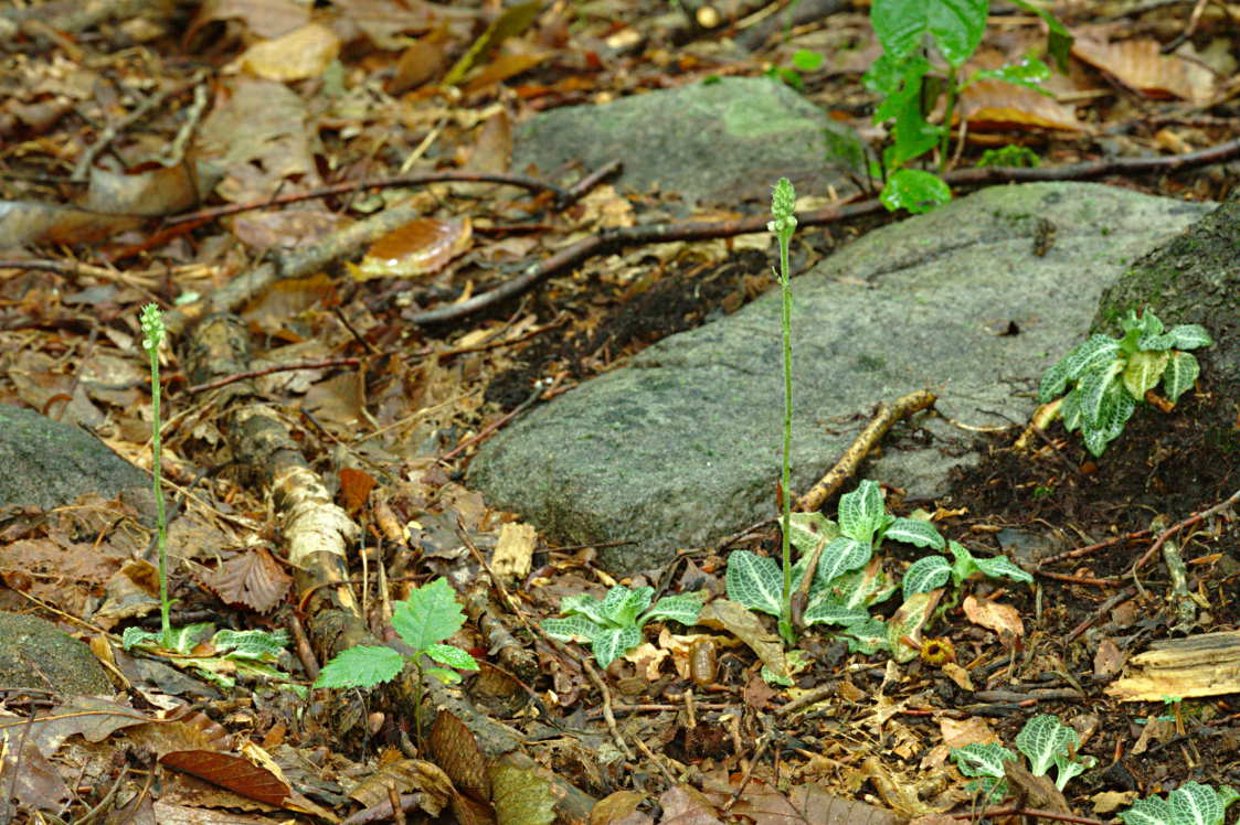 Downy Rattlesnake Plantain