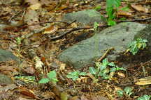 Downy Rattlesnake Plantain