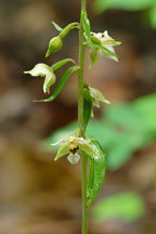 Broad-Leaved Helleborine