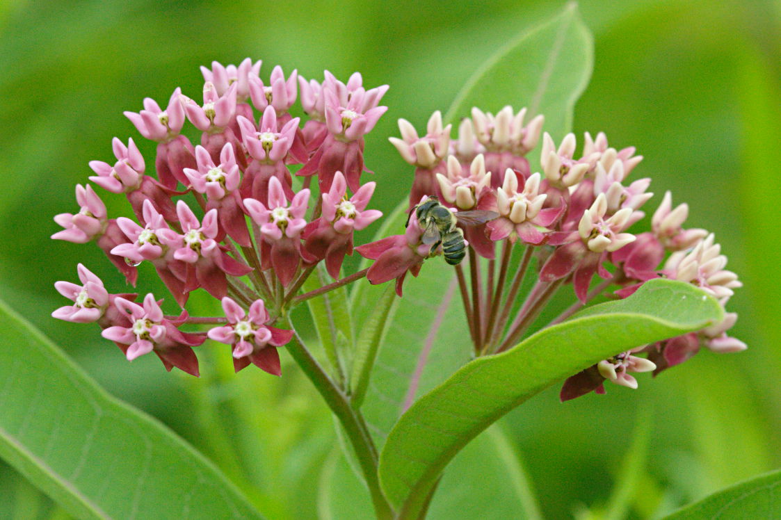 Swamp Milkweed