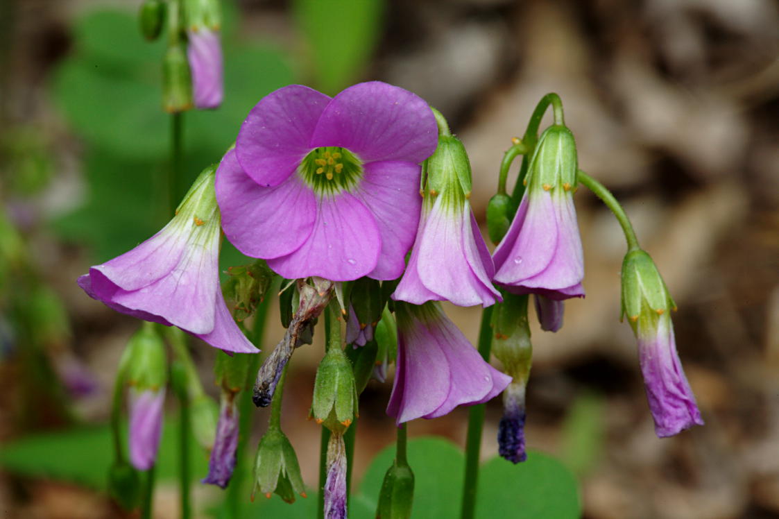 Violet Wood Sorrel