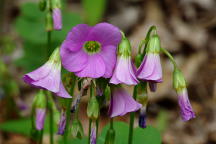 Violet Wood Sorrel