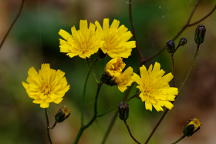 Hieracium venosum