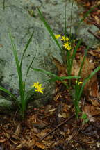 Hypoxis hirsuta